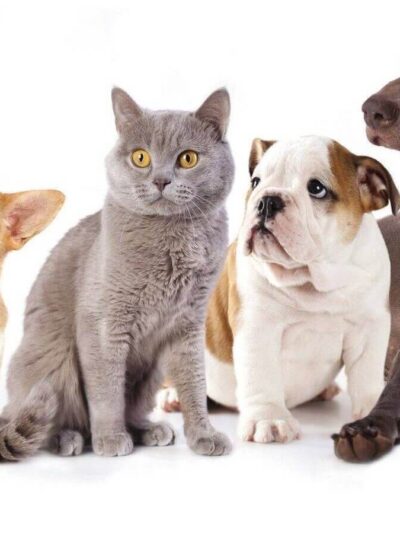 Animais de Estimação